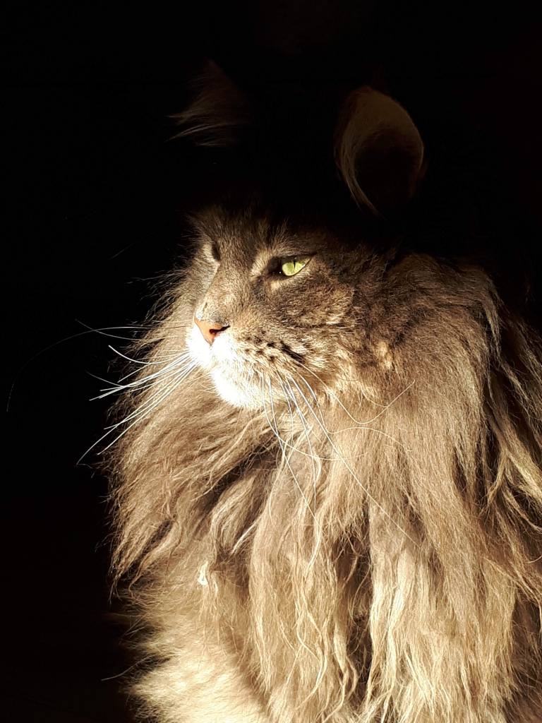 Grijs gemeleerde Maine Coon kater, lange manen