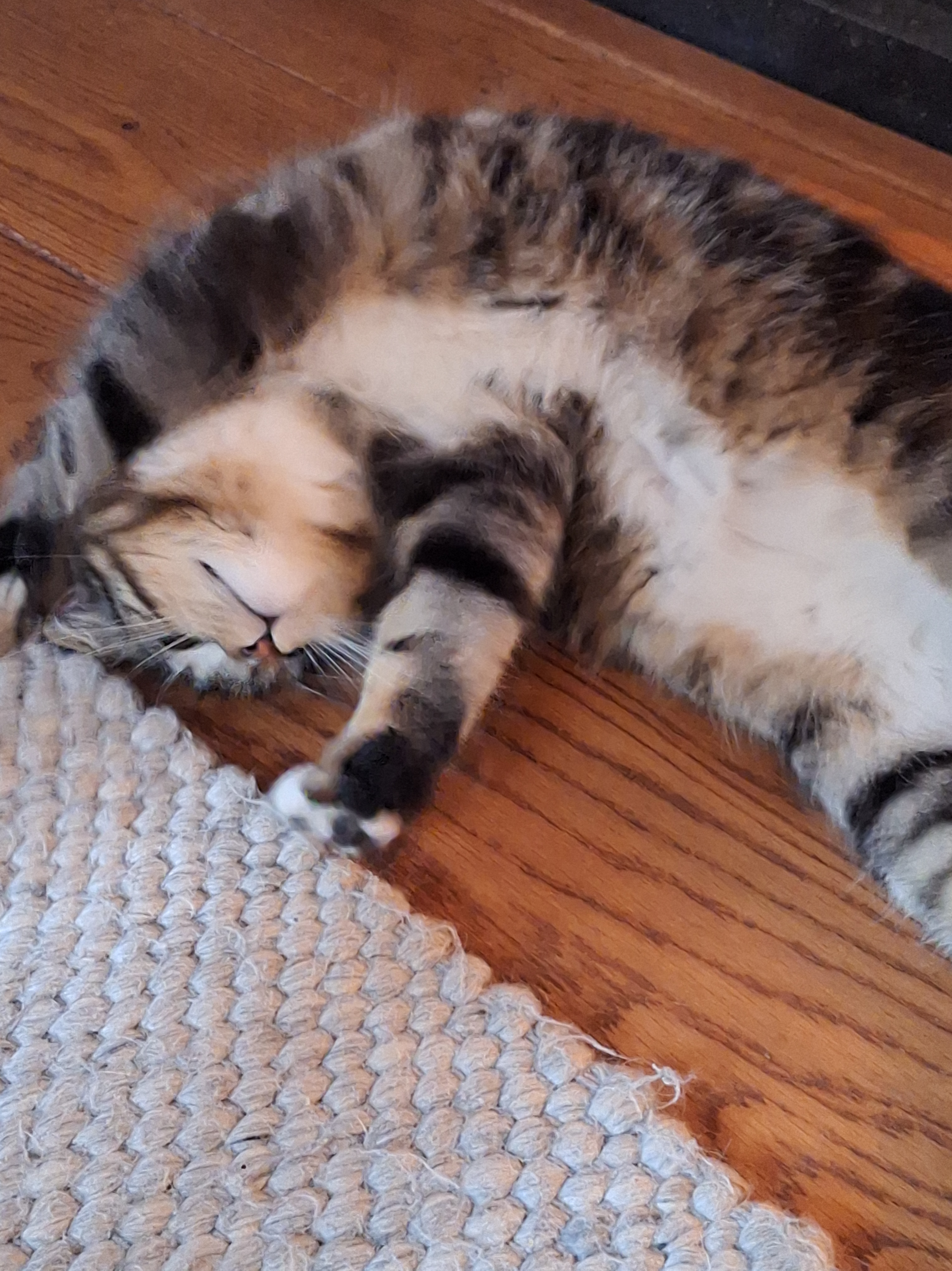 Gestreepte kitten ligt op zijn rug te spelen