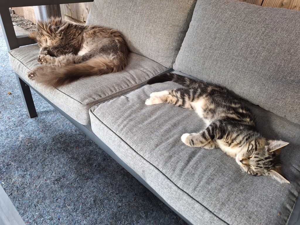 ☀️ Help je kat de zomer door – voorkom klitten vóór je vakantie!