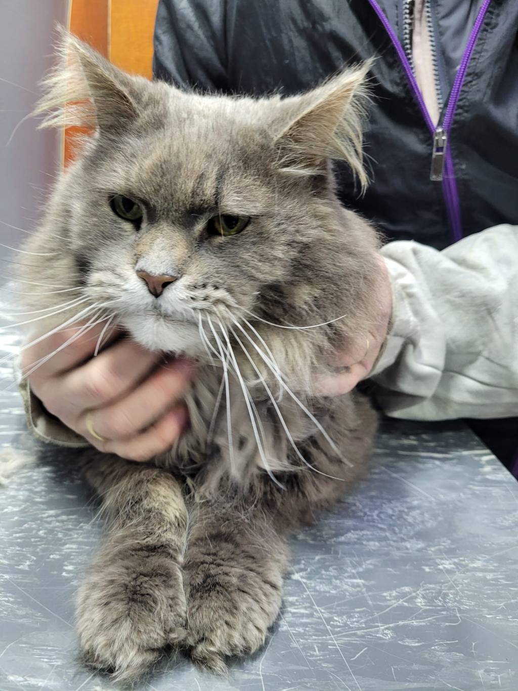 Trimsalon in hartje Apeldoorn